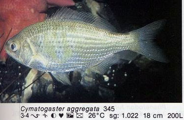 Cymatogaster aggregata